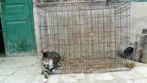 小猫关在笼子里,最后越狱成功了,这猫怕不是水做的吧 