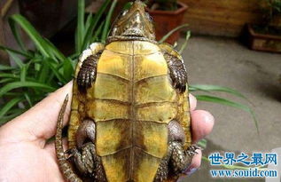 金头闭壳龟的鉴别方法,你知道多少呢 