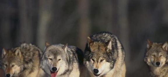 狼群如何繁衍养育后代 低级狼没有交配权,想要后代怎么办