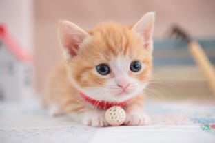养猫知识 小猫吃阿莫西林后有何症状