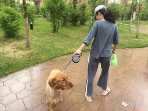 每户限养一只犬 西宁将依法规范养犬行为