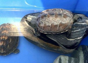 地球上10大最适合新手养的龟,草龟第一,巴西龟第二,你养了吗
