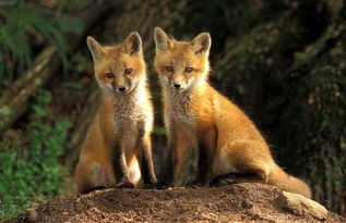 狐狸养殖 狐狸图片