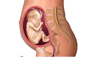 怀孕1 9个月孕妇肚子变化图,对照一下看宝宝发育正常吗