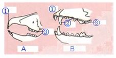 图中是猫与兔的牙齿.请回答下列问题 1 图中下列标号的名称 ①门齿③臼齿. 2 图中A表示的是兔的牙齿.B表示的是猫的牙齿.二者明显的不同是 后者有锋利的 犬齿 