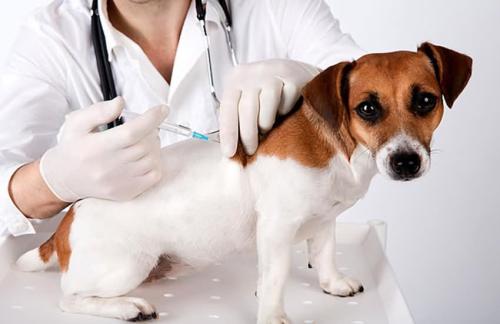 狗狗打完最后一针疫苗隔多久可以打狂犬 