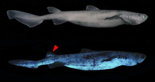 鲨鱼也会发光 科学家在新西兰海域发现了世界上最大的发光鲨鱼