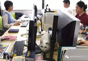 老板鼓励员工带猫来上班,养猫还有补贴,简直就是工作的减压神器 