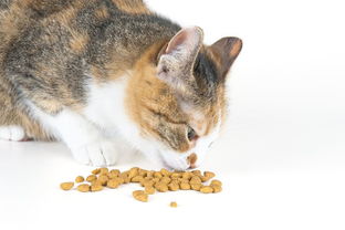 小猫一般一个月吃多少磅猫粮 