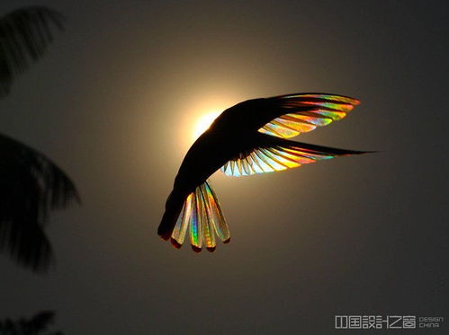 当阳光穿透蜂鸟的翅膀,产生彩虹般梦幻效应,简直美得一逼