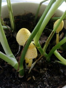 求解，绿萝盆里长蘑菇，黄头的，这是什么菇？