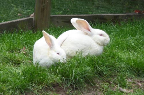 兔子养殖品种有哪些 看完终于知道怎么选了