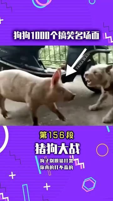 猪狗大战的时候,狗子别跟猪打架了,你真的打不赢的 