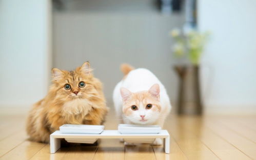 图 哈尔滨靠谱猫舍出售优质幼猫 加菲猫 哈尔滨宠物猫 哈尔滨列表网 