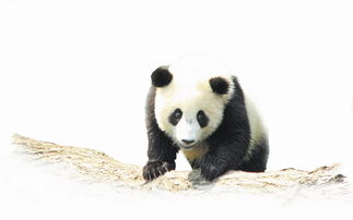 想看熊猫来四川 全国1864只野生大熊猫七成多在四川