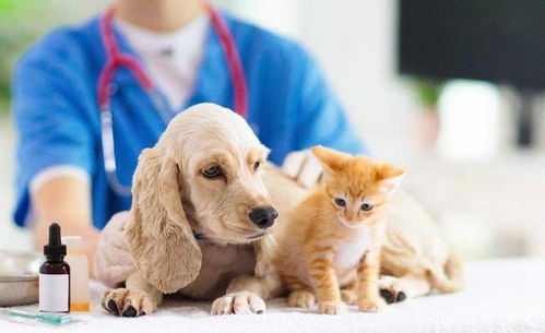 宠物医院不会告诉你,家中常备这些药,狗狗再也不怕生病了