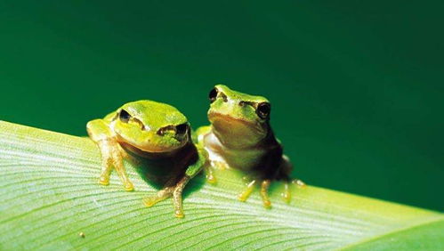 生物科学 青蛙有独特的能力在黑暗中看到颜色