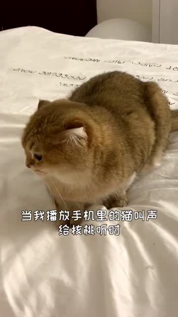 当猫咪听到手机里的猫叫,会是什么反应 你绝对想不到 