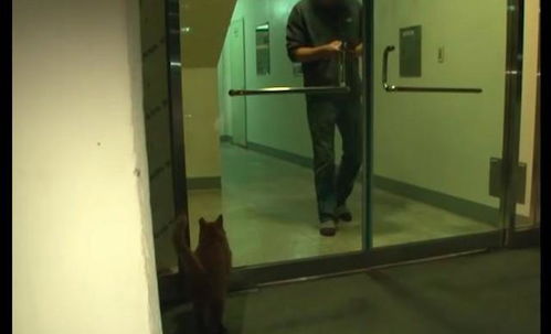 老爷爷意外去世后,橘猫日夜在楼下等待,还自己坐电梯去楼上寻找