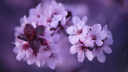 本月开始,三星座不缺好运,收入节节高升,命中有锦鲤护航