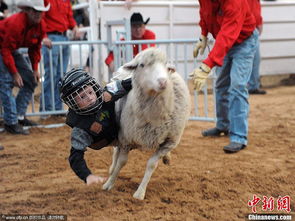 人小本领大 美国儿童骑羊比赛趣味上演 
