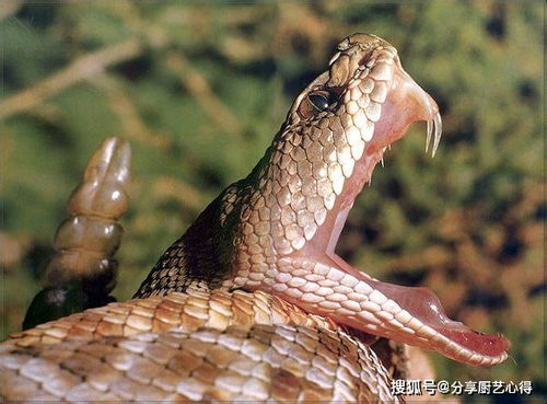 如果毒蛇不小心咬到了自己的舌头,它会毒发身亡么