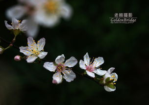 不知名的白花 求询花名