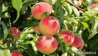 农村种植 如何种植桃树以及桃树的管理技术 