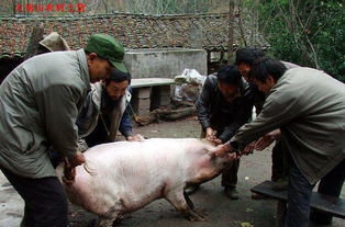 安徽农家土猪肉,小时候的味道