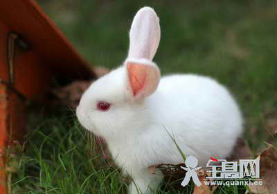 我最喜欢小白兔