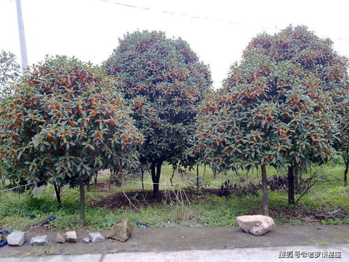 桂花树为什么不能栽在家里，桂花树有两个主干的风水禁忌