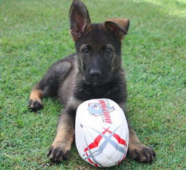澳洲昆士兰警局的7只小警犬,被称为 W 幼犬队 