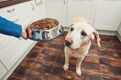 辟谣 狗狗吃干粮,狗碗就不用洗 经常不洗狗碗,或致人狗共患病