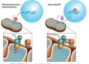 线粒体对机体健康到底有多重要