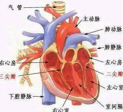 心脏的英文翻译是什么（心脏支架的英文翻译） 第1张