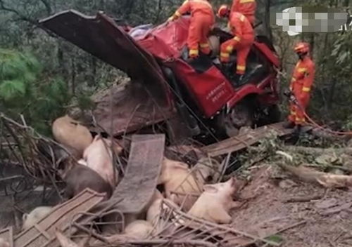 损失惨重 云南一拉猪车山路失控,跌落百米悬崖,一百多头猪摔死