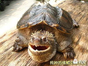 中美拟鳄龟，佛州拟鳄龟哪种最凶？