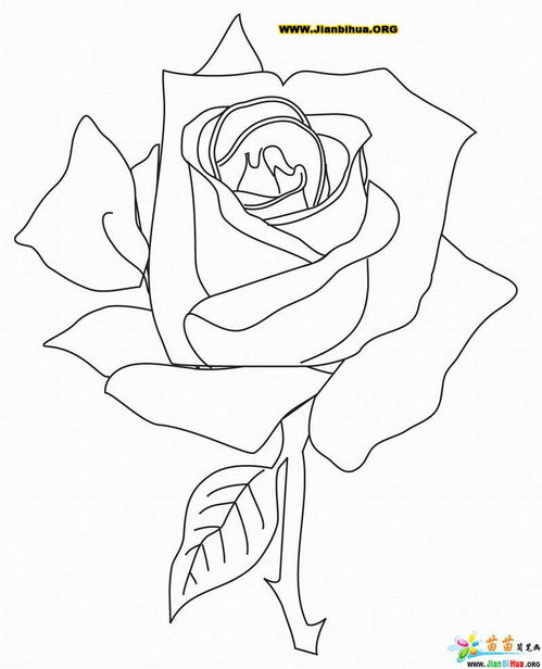 玫瑰花简笔画的画法2张图片 