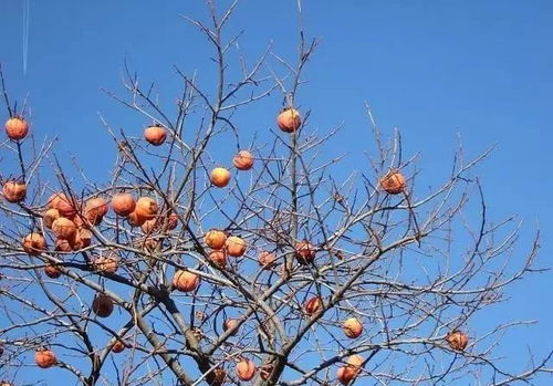 秋季柿子树能够扦插吗 如何进行柿子树的扦插