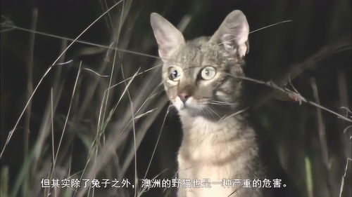 澳洲野猫泛滥,政府宁愿出资180亿捕杀,也不愿抓来吃掉 