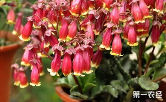 宫灯长寿花的寓意,一串串红灯笼是什么花？