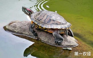 巴西龟可以干养吗 养巴西龟放多少水合适