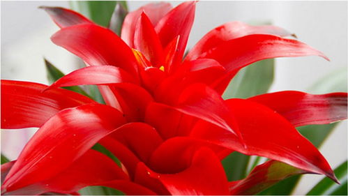 适合春节养护的花卉 鸿运当头,寓意红红火火,养护也简单 