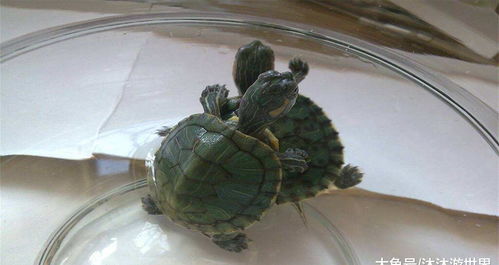 若是将乌龟与龟壳分开,它还能存活吗 科学家切开龟壳后找到答案