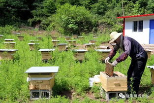 两当 蜜源植物种植 助推中蜂养殖和乡村旅游融合发展