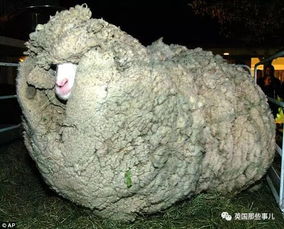 为了不被剃毛,这只羊踏上逃亡之旅,一逃就是6年 最后,它成了新西兰的传说 