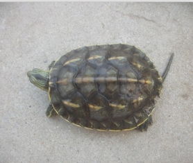 这是什么品种的乌龟 怎么养 能长多大,活多久呢 
