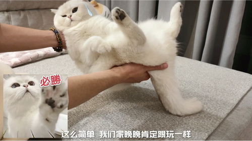 晚晚的猫咪翻身挑战 