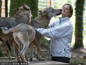 英国 狼群看见曾经的饲养员又抱又吻充满温情 组图 