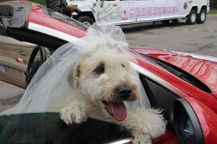21对宠物在京举行集体婚礼 单身狗不再单身
